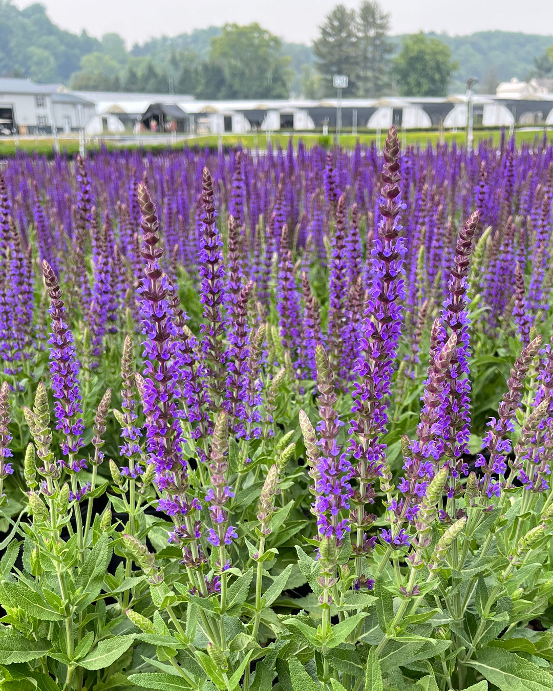 Salvia nemorosa 'East Friesland' (Sage)