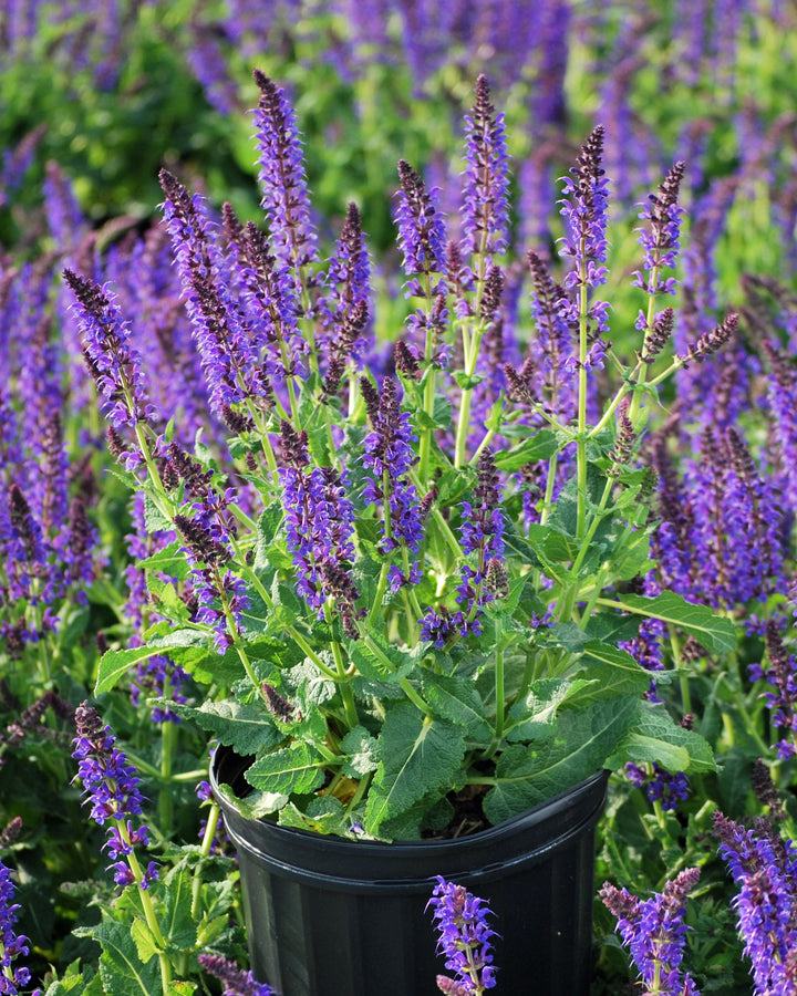 Salvia nemorosa 'May Night' (Sage)