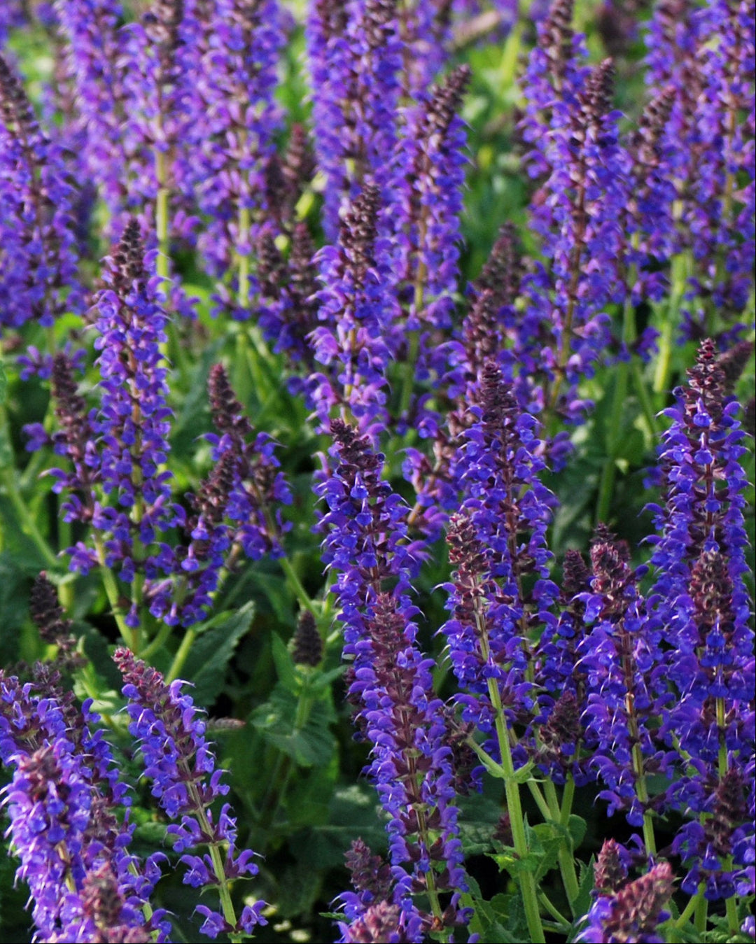 Salvia nemorosa 'May Night' (Sage)