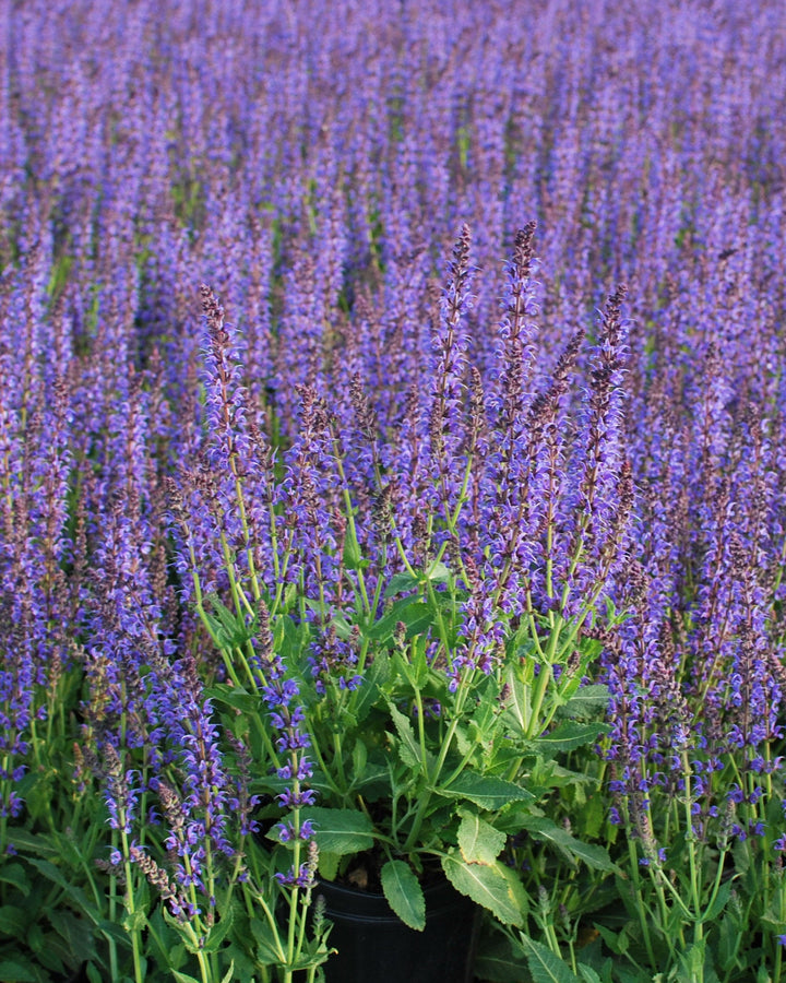 Salvia nemorosa 'May Night' (Sage)