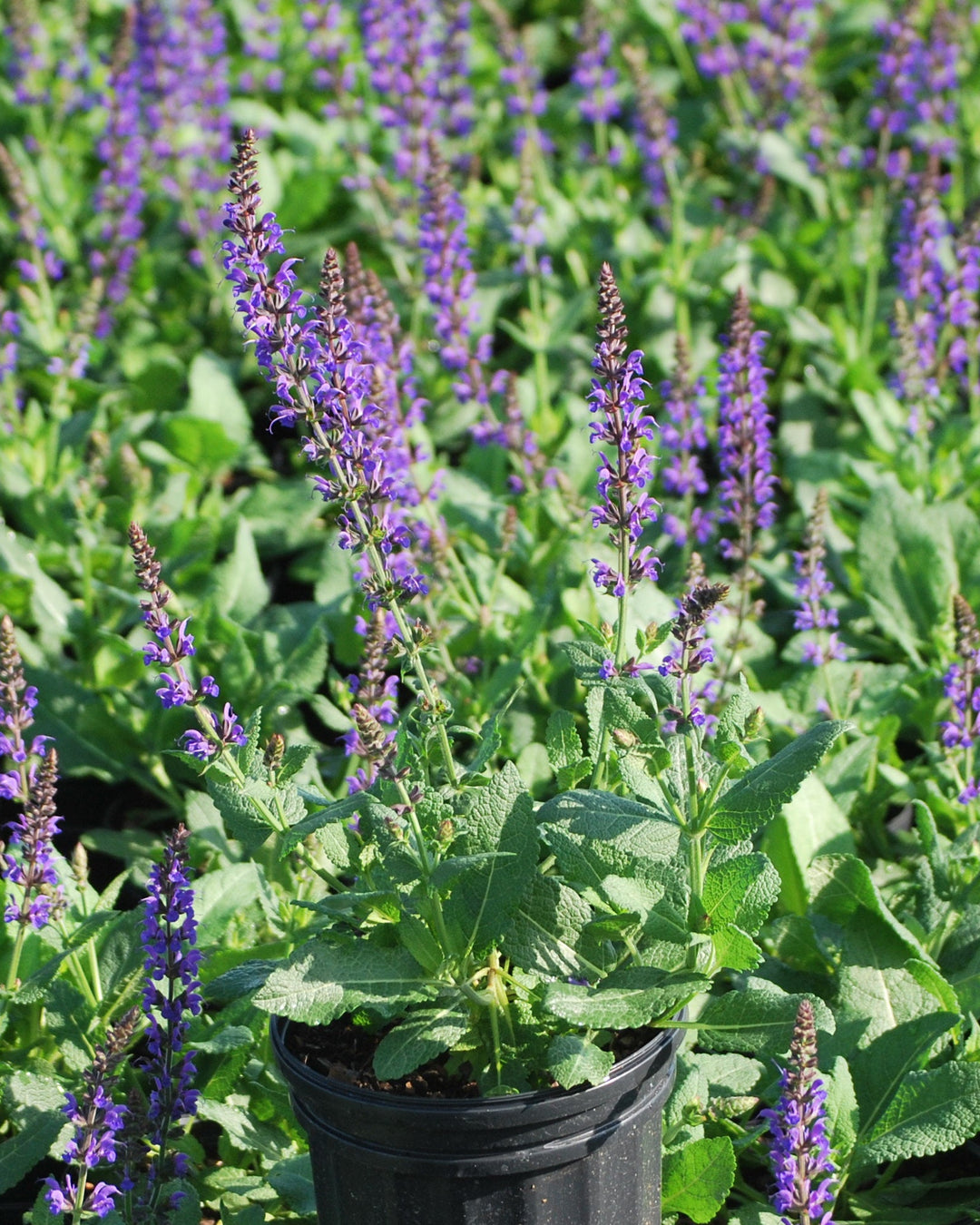 Salvia nemorosa 'May Night' (Sage)