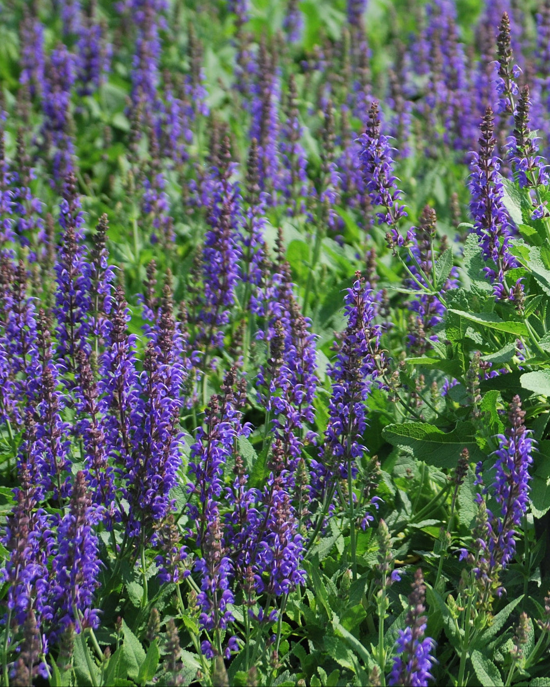 Salvia nemorosa 'May Night' (Sage)