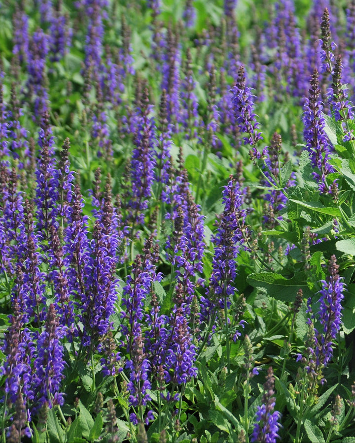 Salvia nemorosa 'May Night' (Sage)