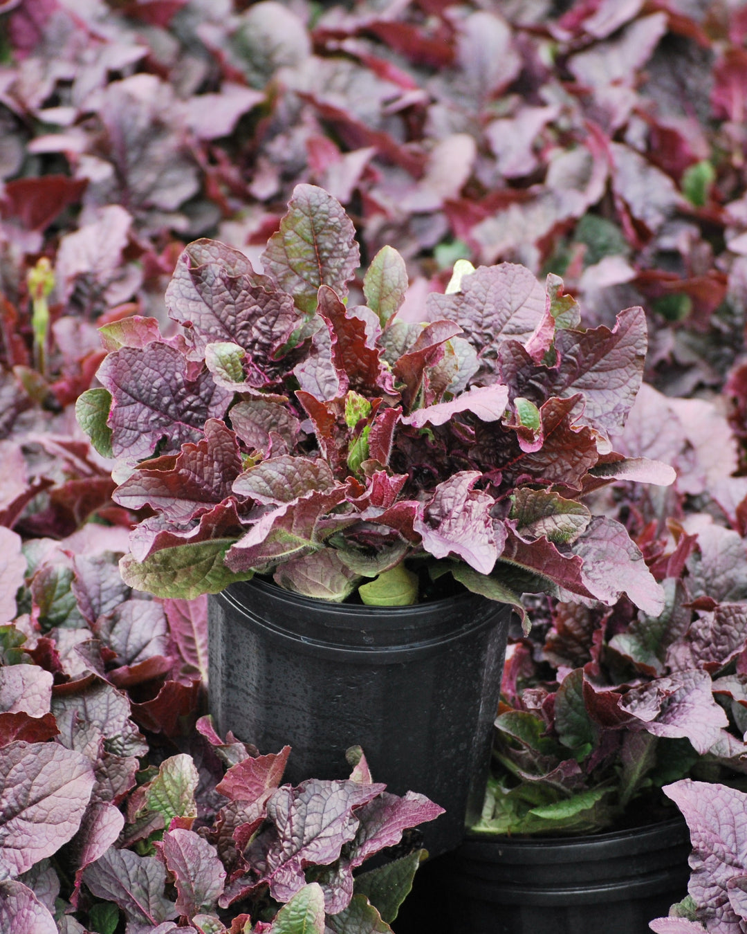 Salvia lyrata 'Purple Knockout' (Sage)