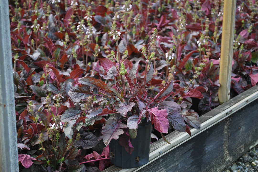 Salvia lyrata 'Purple Knockout' (Sage)