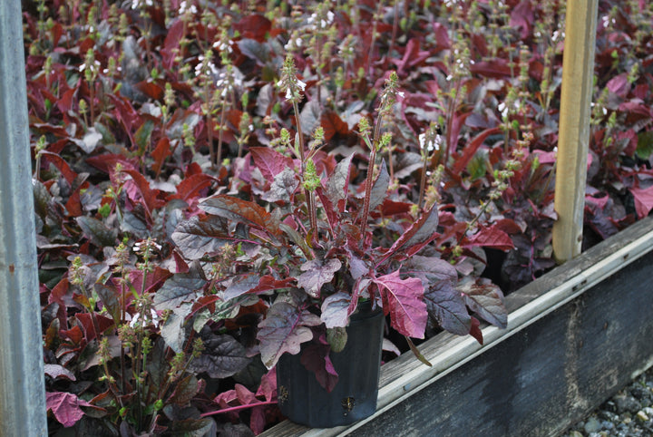 Salvia lyrata 'Purple Knockout' (Sage)