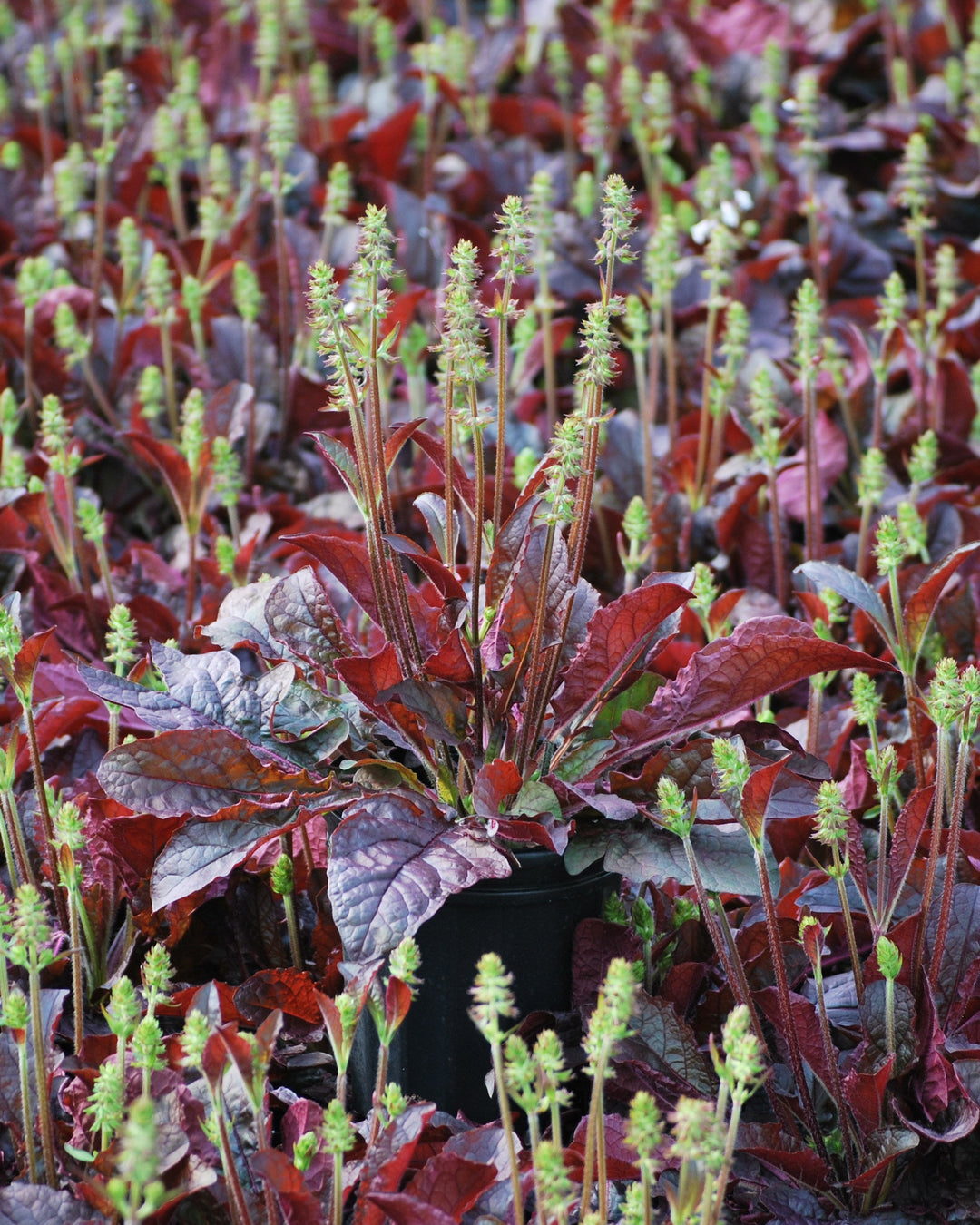 Salvia lyrata 'Purple Knockout' (Sage)