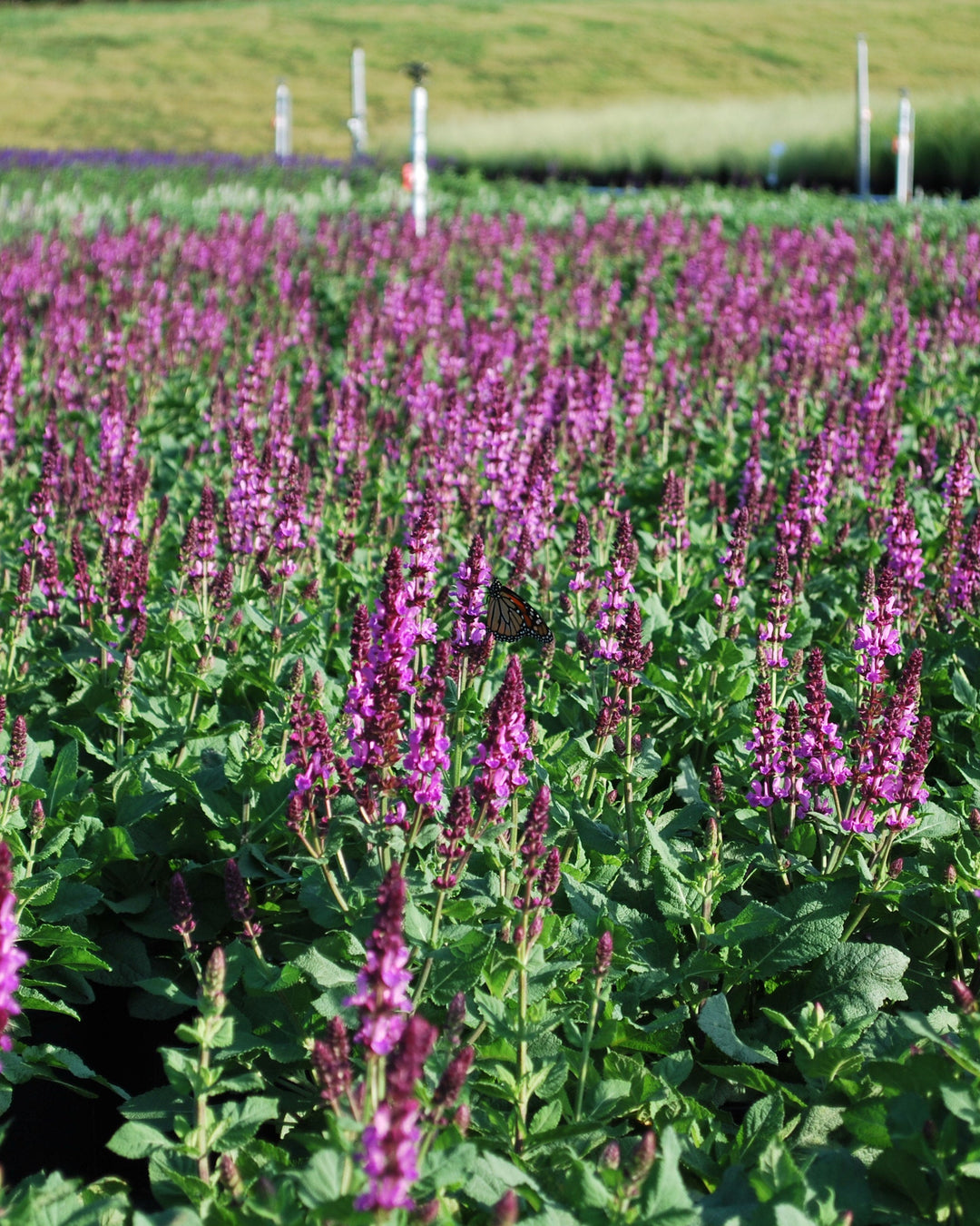 Salvia nemorosa 'Rose Marvel' (Meadow Sage)