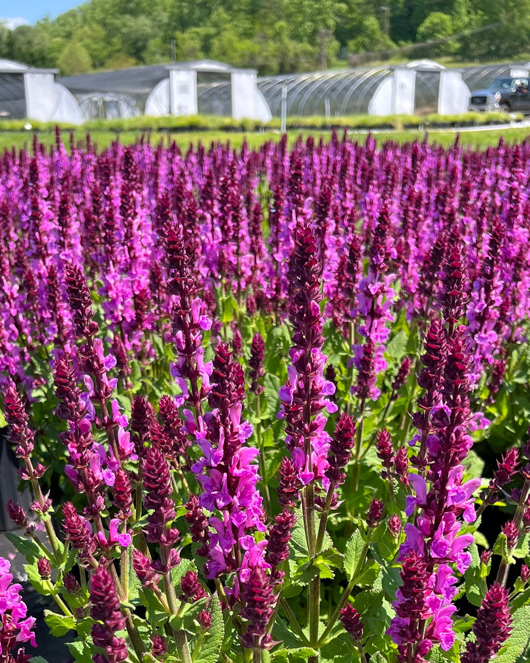 Salvia nemorosa 'Rose Marvel' (Meadow Sage)