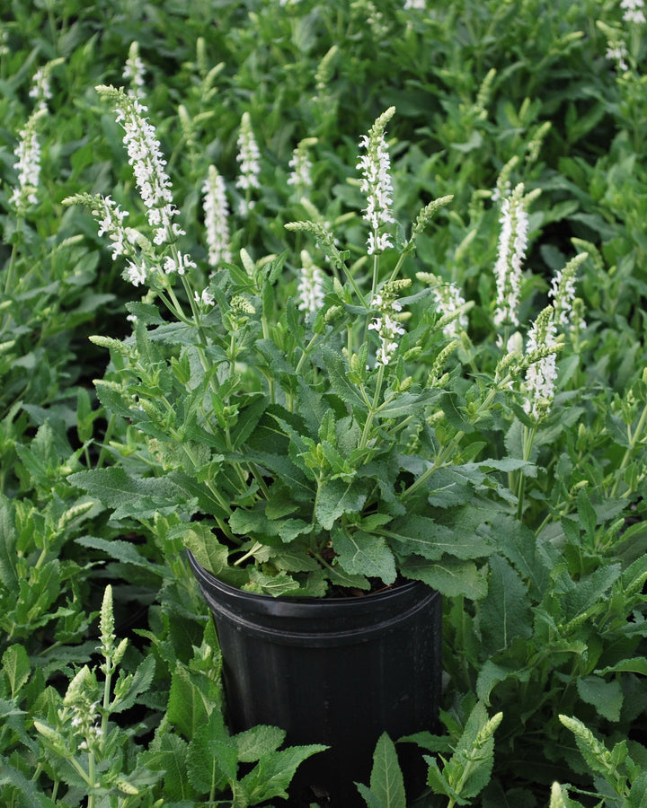 Salvia nemorosa 'Snow Hill' (Sage)