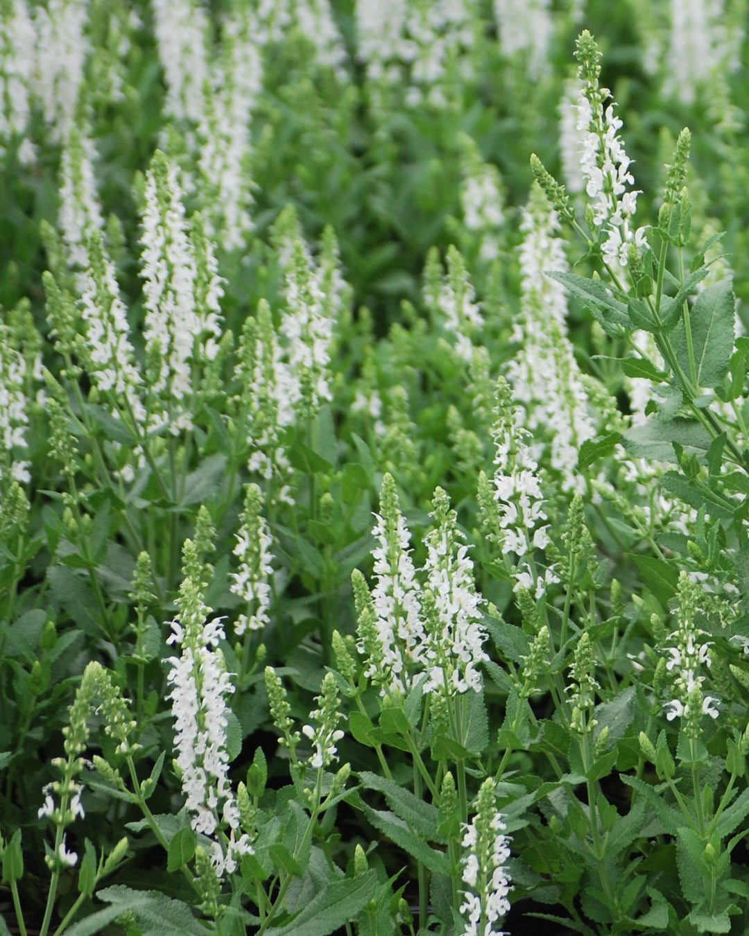 Salvia nemorosa 'Snow Hill' (Sage)