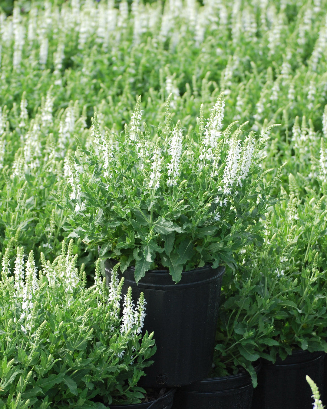 Salvia nemorosa 'Snow Hill' (Sage)
