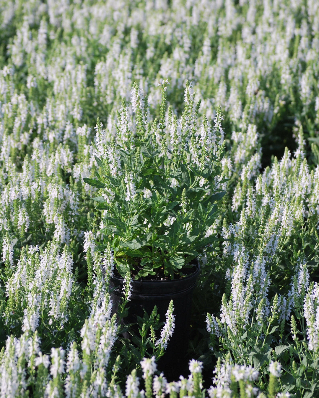 Salvia nemorosa 'Snow Hill' (Sage)