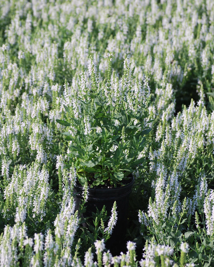 Salvia nemorosa 'Snow Hill' (Sage)