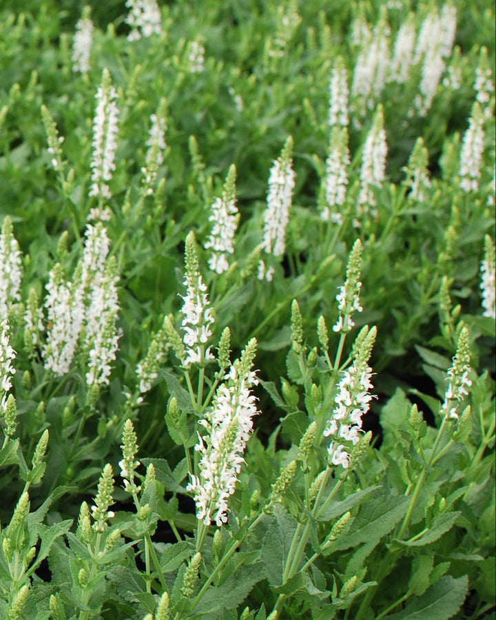 Salvia nemorosa 'Snow Hill' (Sage)