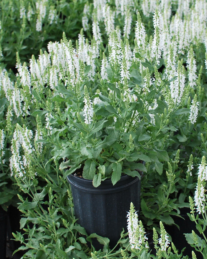 Salvia nemorosa 'Snow Hill' (Sage)