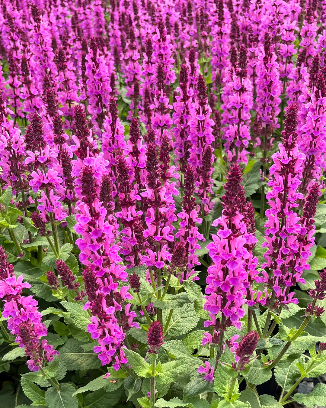 Salvia nemorosa 'Rose Marvel' (Meadow Sage)