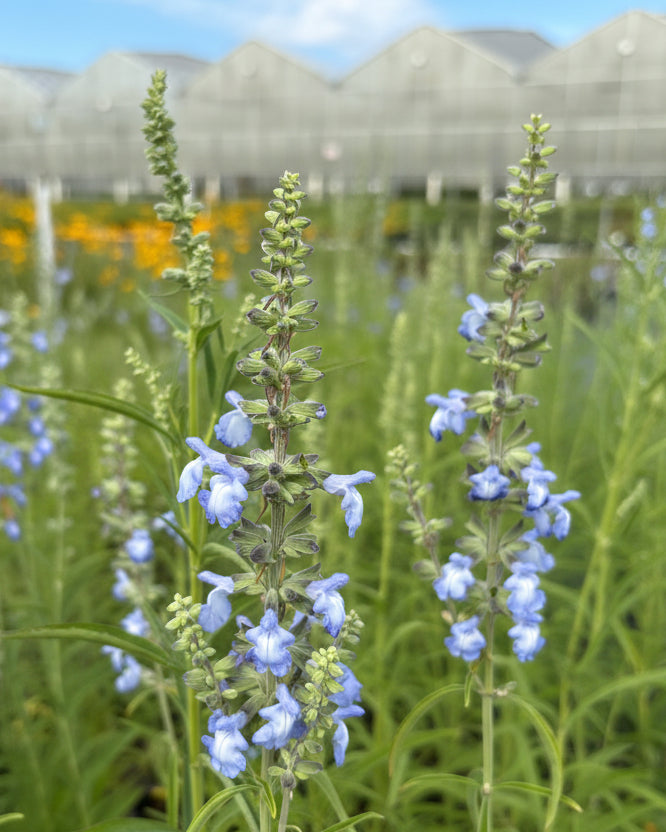 Salvia azurea (Blue Sage/Pitcher sage)