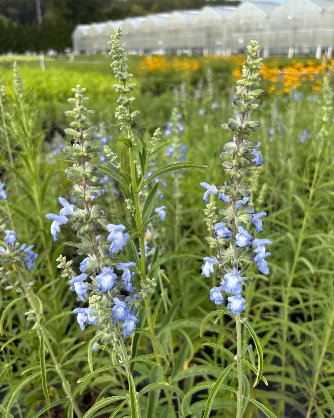 Salvia azurea (Blue Sage/Pitcher sage)