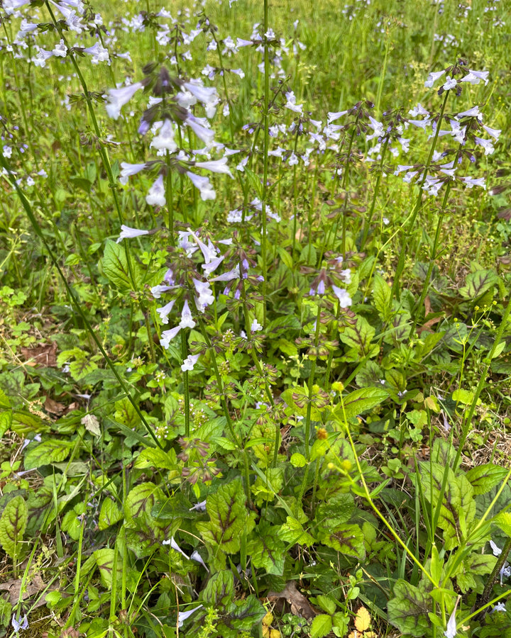 Salvia lyrata (Lyre-leaf Sage)