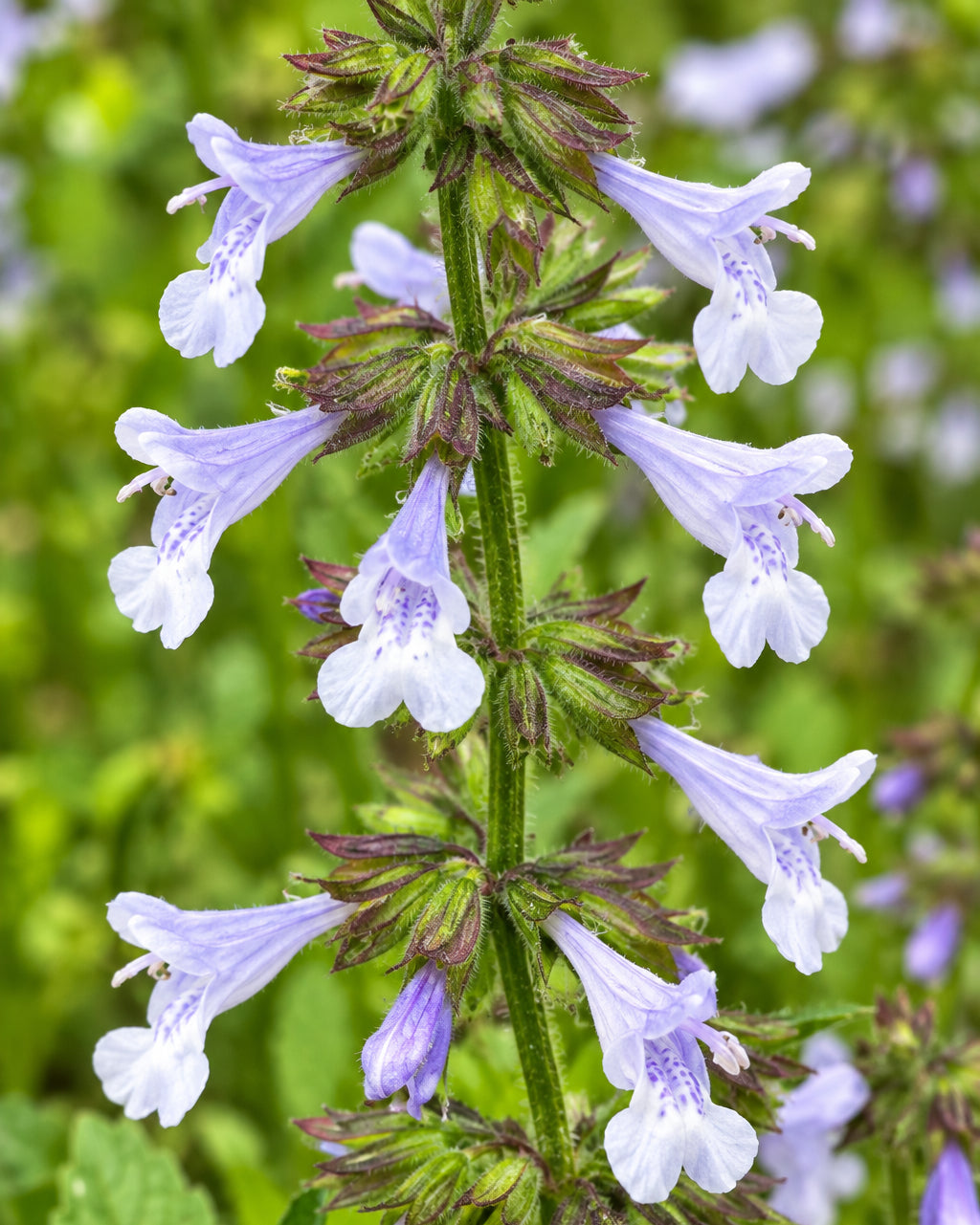 Salvia lyrata (Lyre-leaf Sage)
