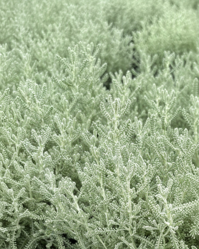 Santolina incana nana (Lavender Cotton)