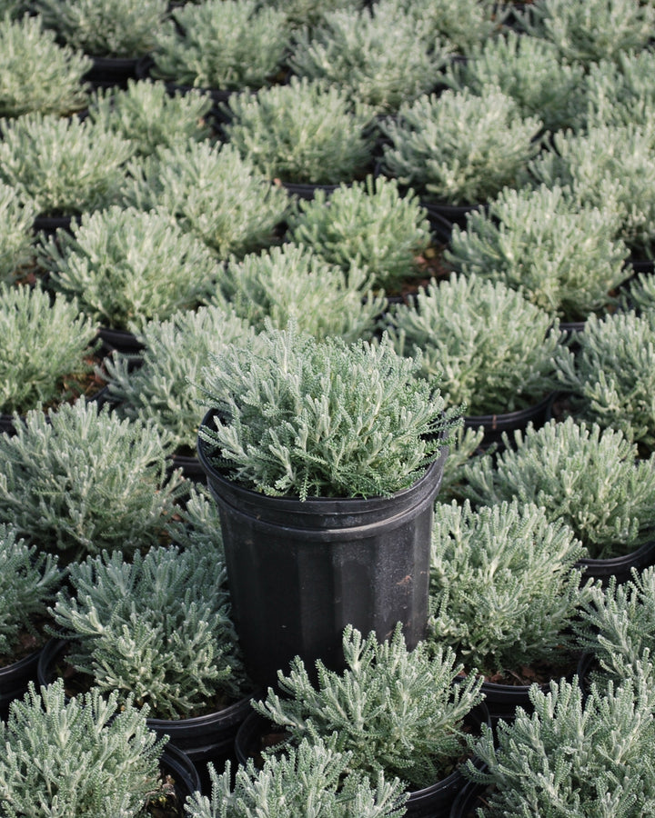 Santolina incana nana (Lavender Cotton)