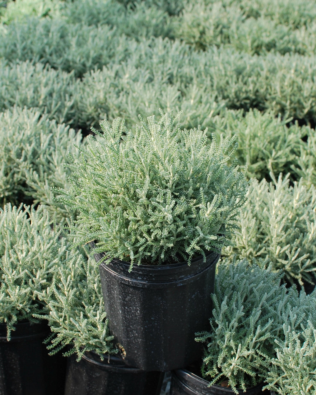 Santolina incana nana (Lavender Cotton)