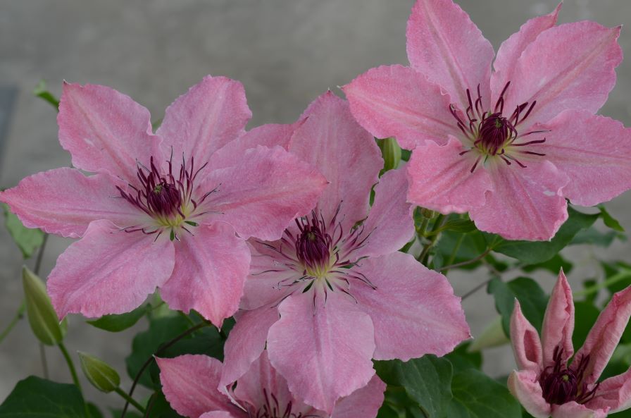 Clematis Boulevard® Sarah Elizabeth™ (Clematis Hybrid) – Perennial