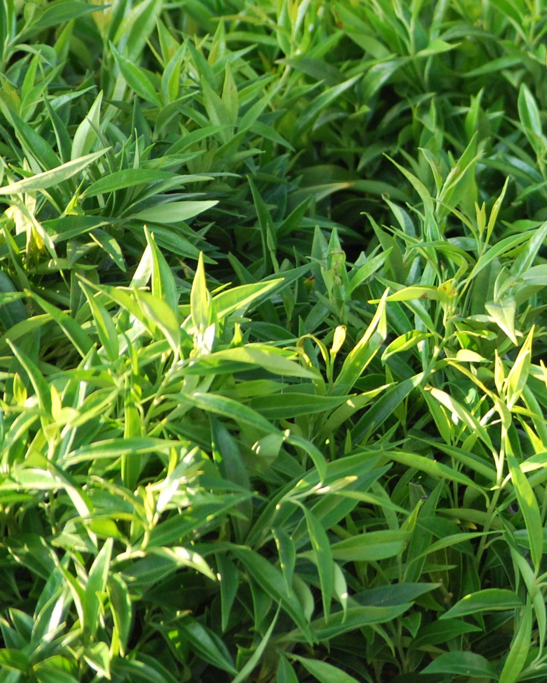 Sarcoccoca humilis 'Fragrant Valley' (Sweet Box)