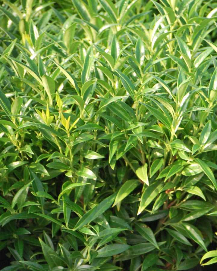 Sarcoccoca humilis 'Fragrant Valley' (Sweet Box)