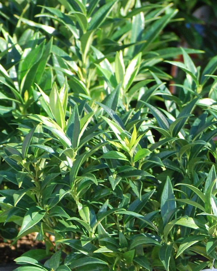 Sarcoccoca humilis 'Fragrant Valley' (Sweet Box)