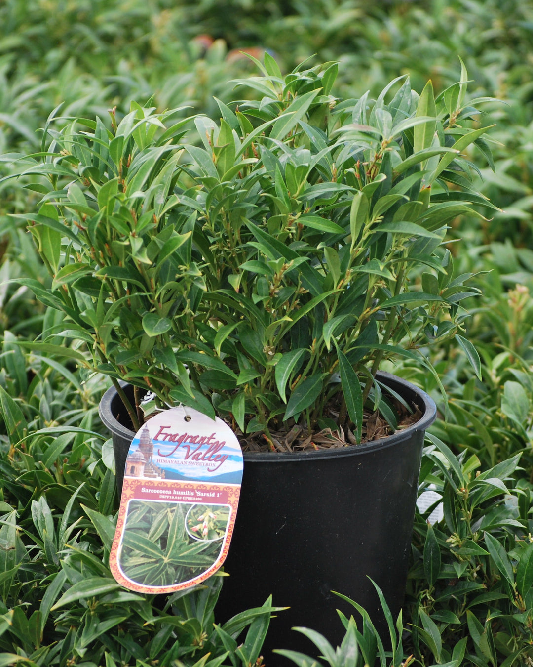 Sarcoccoca humilis 'Fragrant Valley' (Sweet Box)