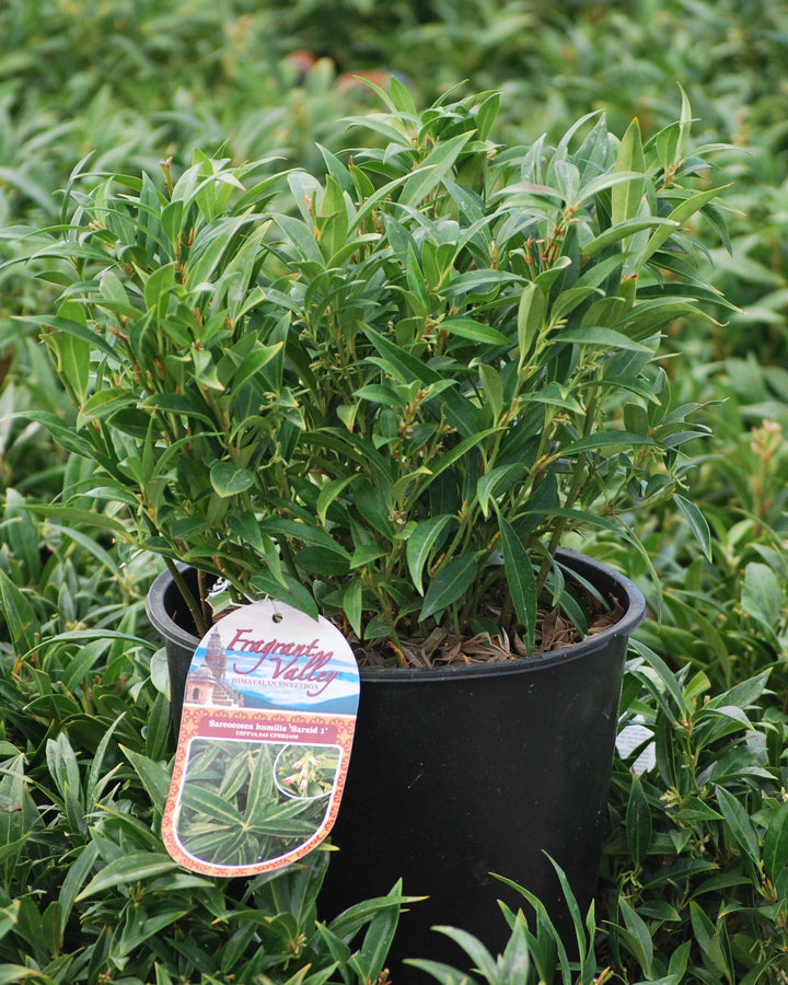 Sarcoccoca humilis 'Fragrant Valley' (Sweet Box)