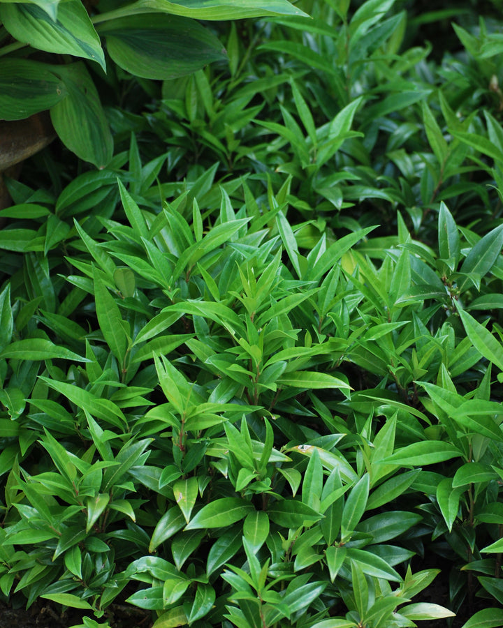 Sarcoccoca humilis 'Fragrant Valley' (Sweet Box)