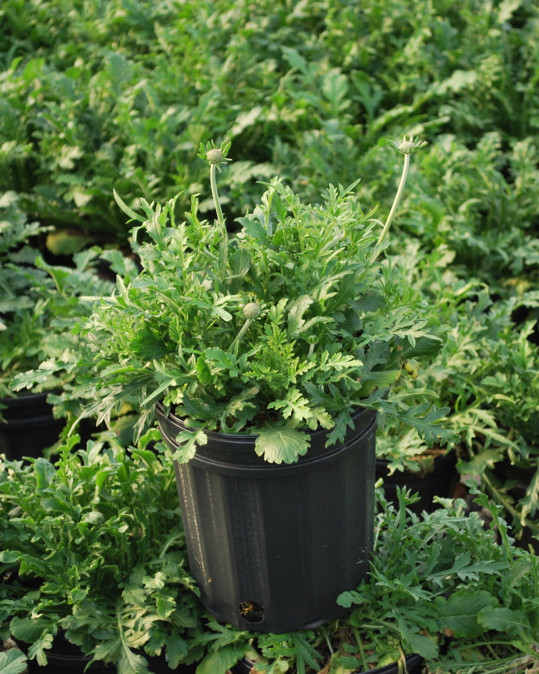 Scabiosa columbaria 'Butterfly Blue' (Pincushion Flower)