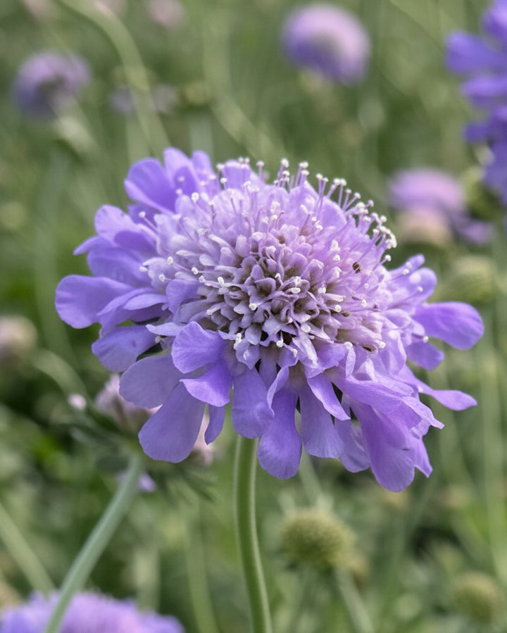 Scabiosa columbaria 'Butterfly Blue' (Pincushion Flower)