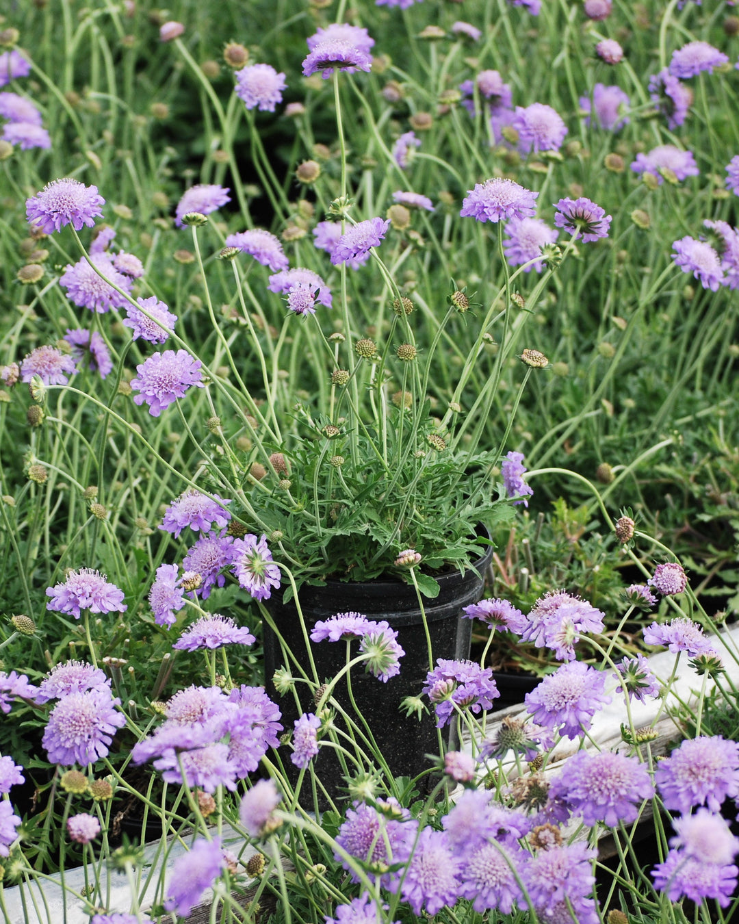 Scabiosa columbaria 'Butterfly Blue' (Pincushion Flower)