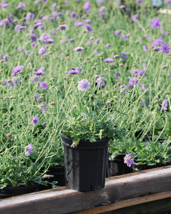 Scabiosa columbaria 'Butterfly Blue' (Pincushion Flower)