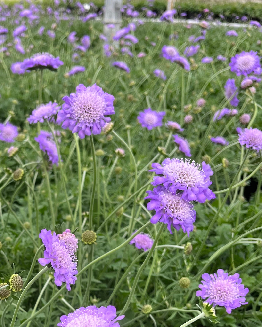 Scabiosa columbaria 'Butterfly Blue' (Pincushion Flower)