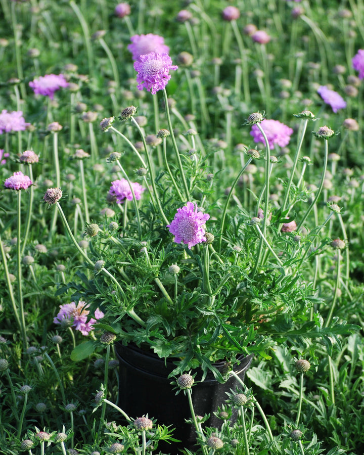 Scabiosa columbaria 'Pink Mist' (Pincushion Flower)