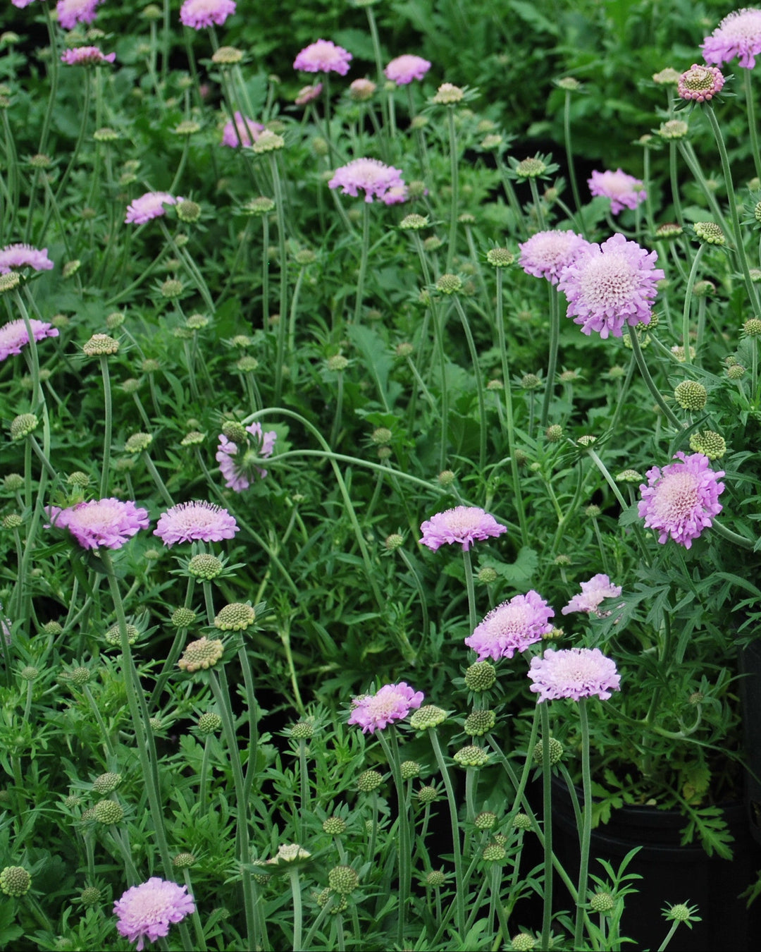 Scabiosa columbaria 'Pink Mist' (Pincushion Flower)