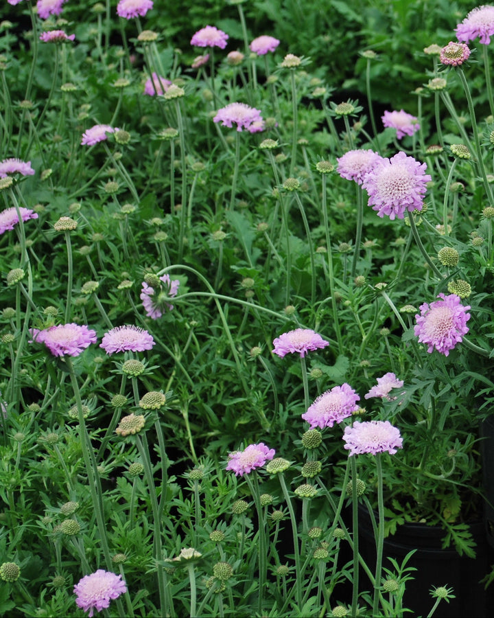 Scabiosa columbaria 'Pink Mist' (Pincushion Flower)