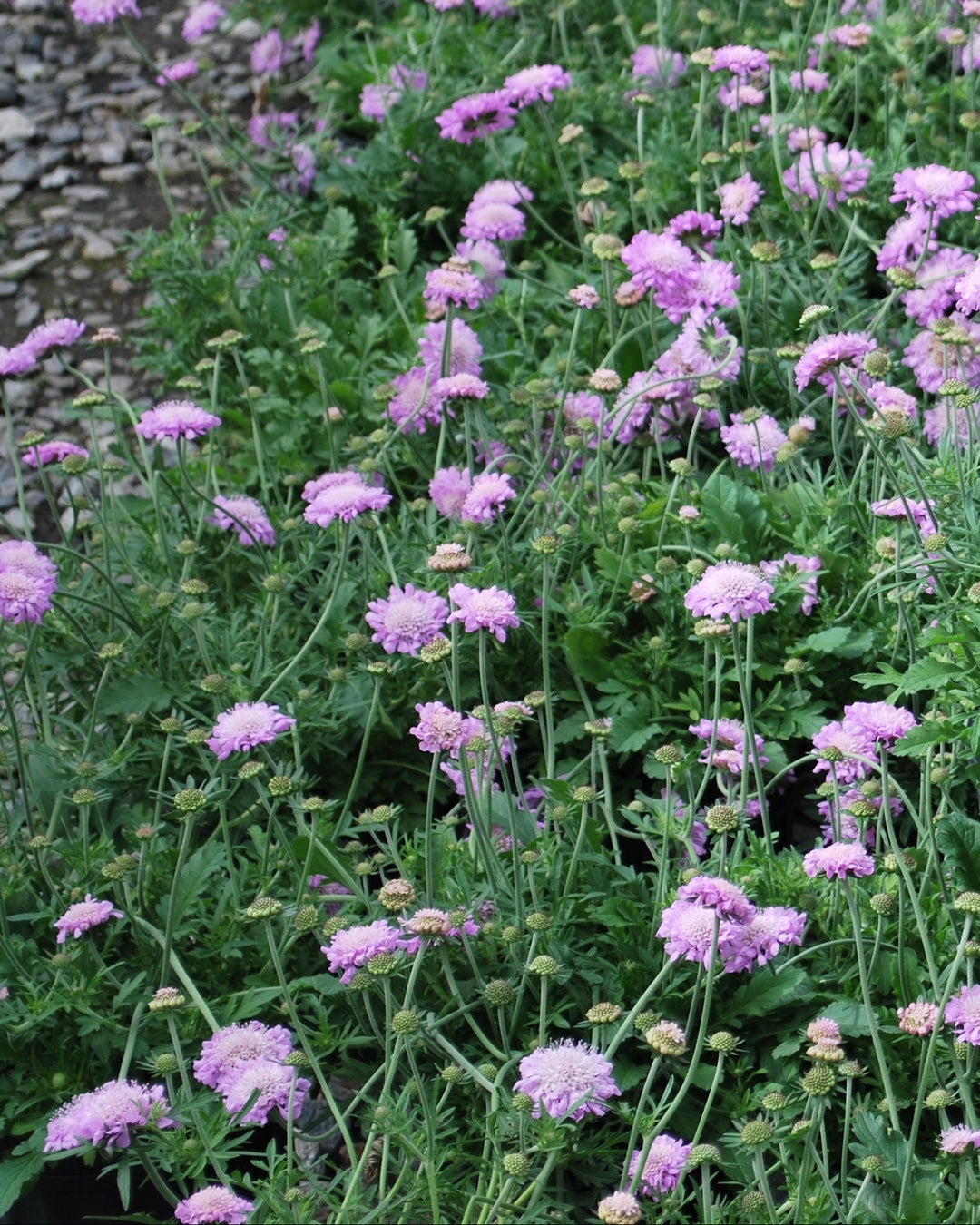 Scabiosa columbaria 'Pink Mist' (Pincushion Flower)