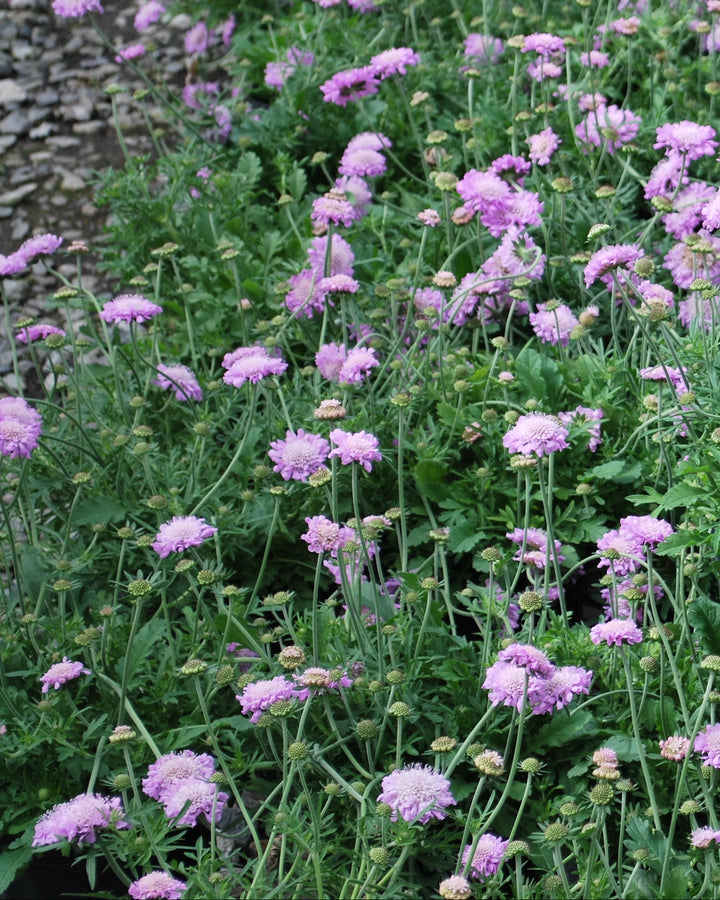 Scabiosa columbaria 'Pink Mist' (Pincushion Flower)