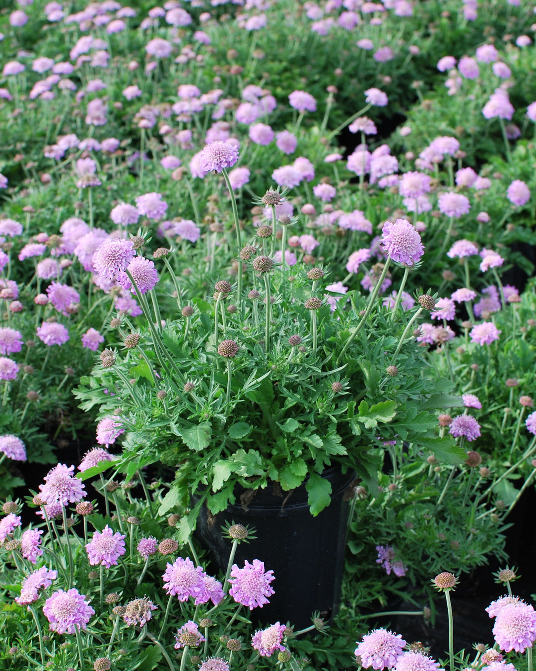 Scabiosa columbaria 'Pink Mist' (Pincushion Flower)