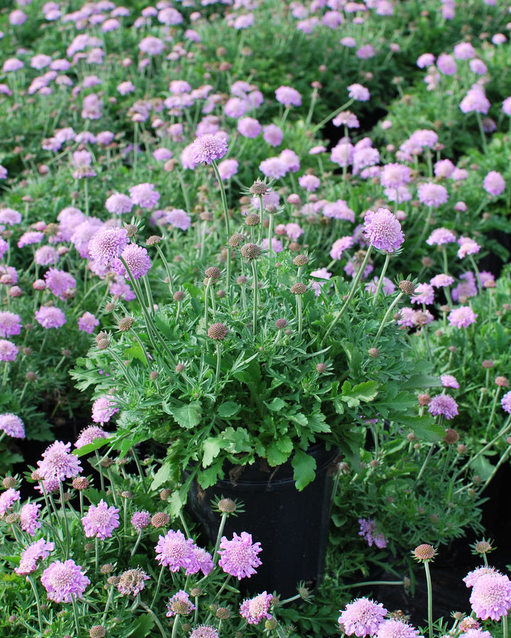 Scabiosa columbaria 'Pink Mist' (Pincushion Flower)