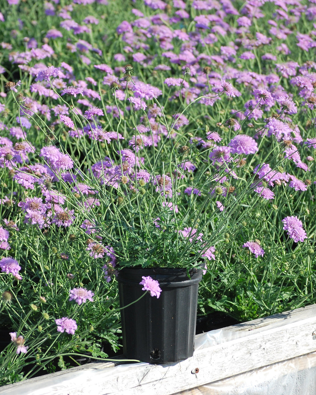 Scabiosa columbaria 'Pink Mist' (Pincushion Flower)