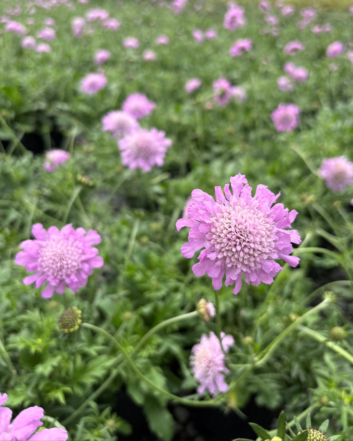 Scabiosa columbaria 'Pink Mist' (Pincushion Flower)