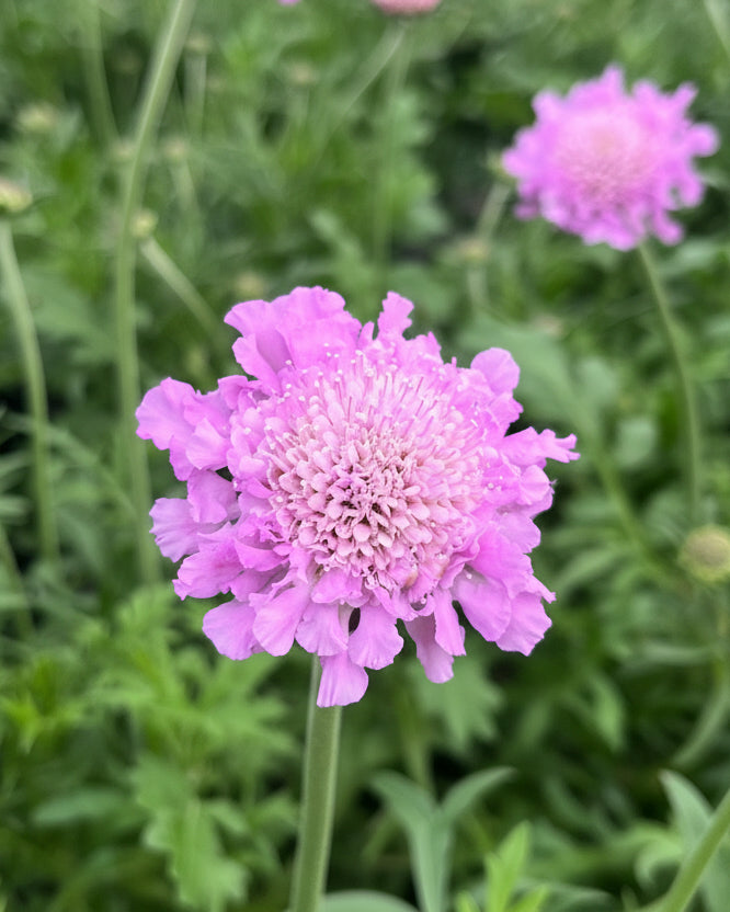 Scabiosa columbaria 'Pink Mist' (Pincushion Flower)